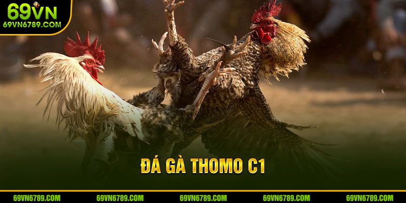 Đá Gà Thomo C1 - Bí Quyết Thắng Lớn Tại Nhà Cái 69VN