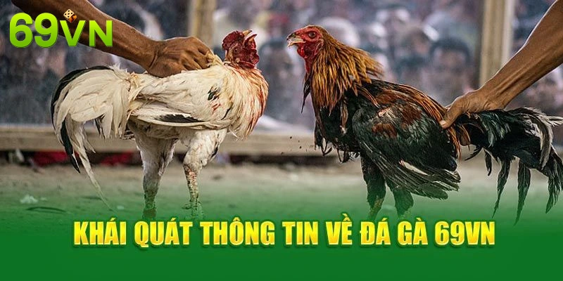 69VN là một app đá gà trực tuyến uy tín nhất thị trường